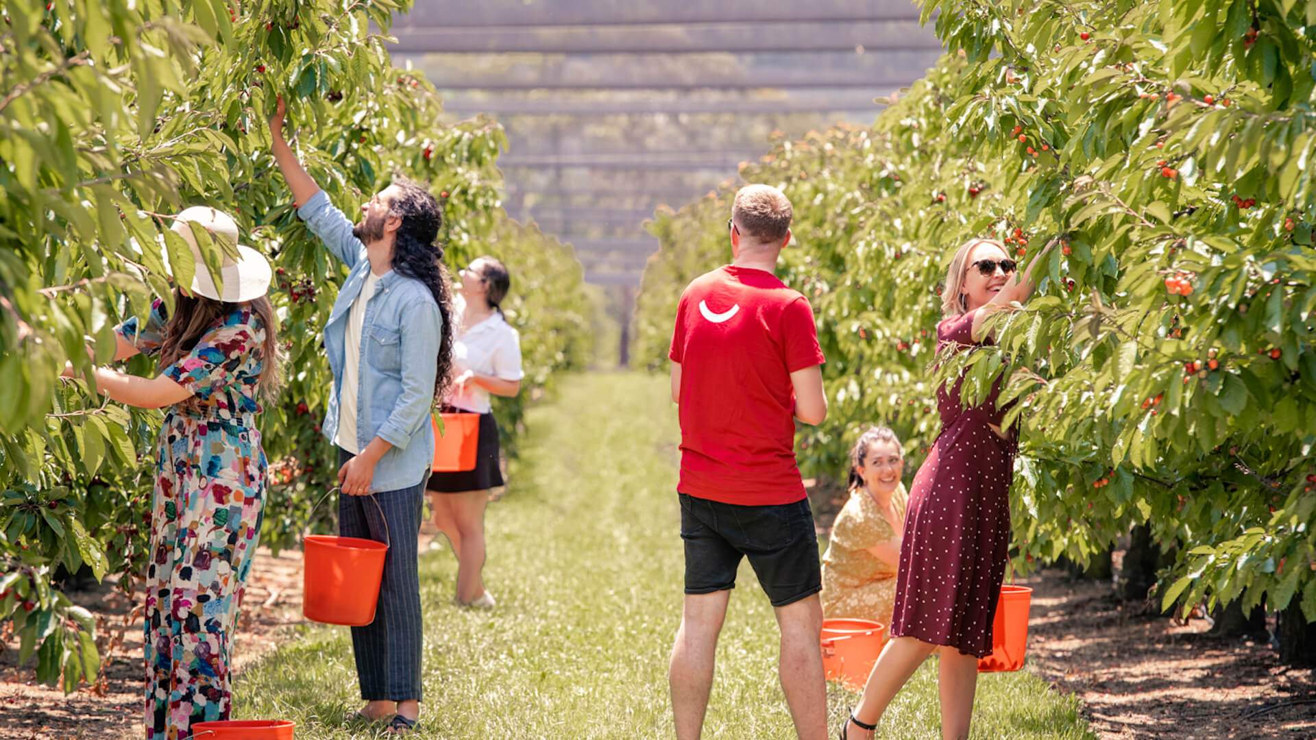 CherryHill Cherry Picking Festival