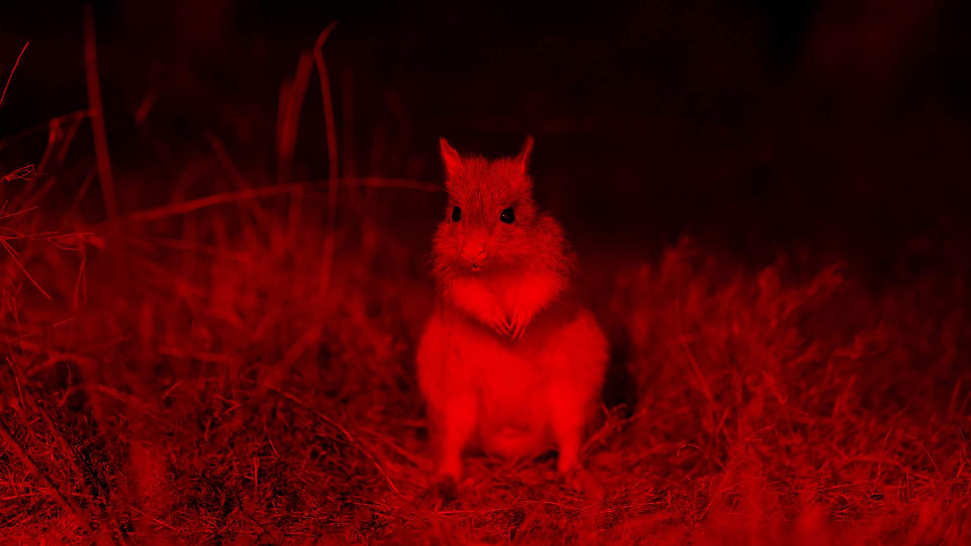 Now Open: Lone Pine Koala Sanctuary's New Nocturnal Precinct Lets You See Cute Critters After Dark