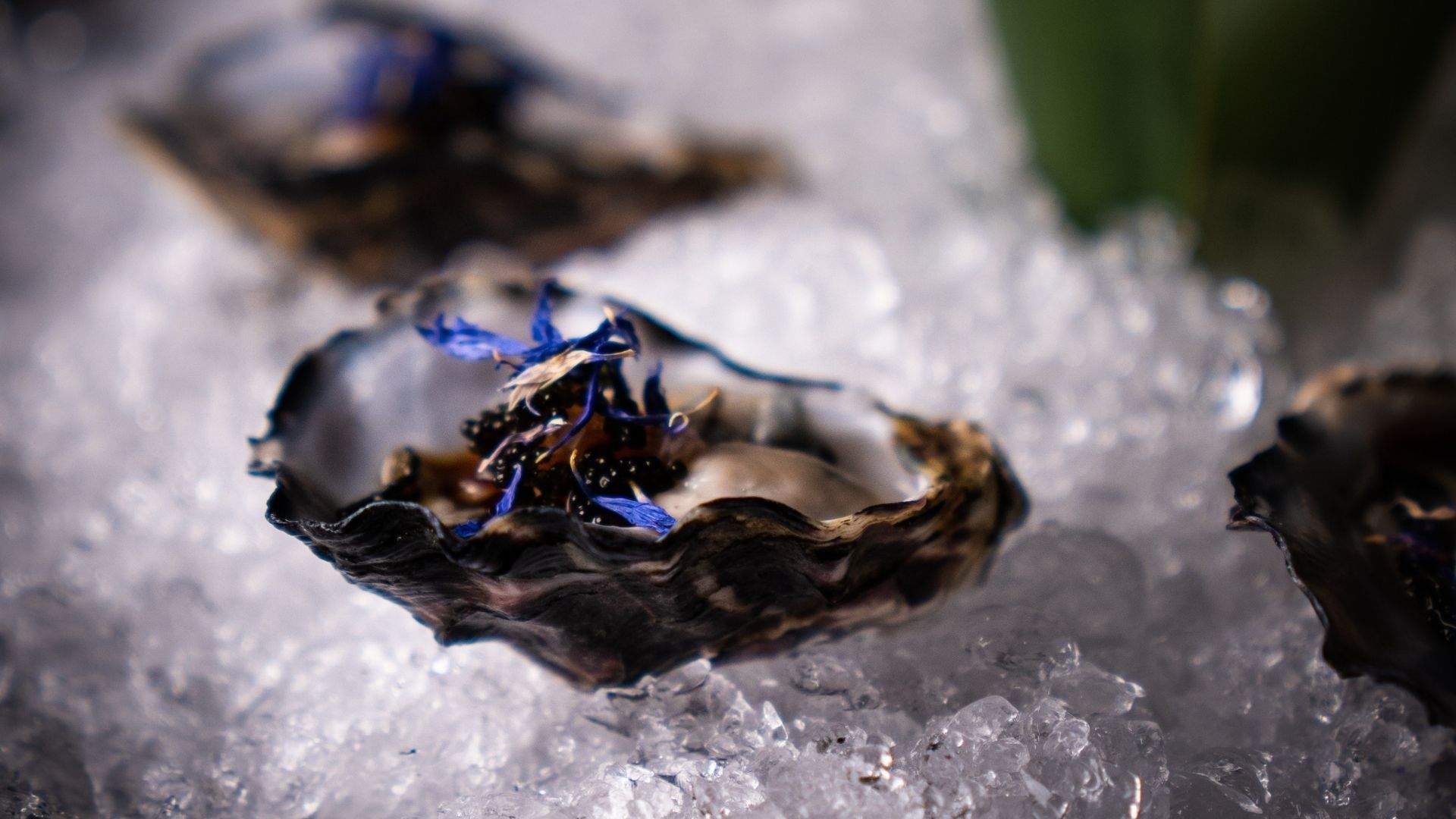 Oribu's menu highlights: oysters