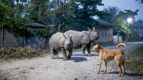 David Attenborough's 'Planet Earth III' Will Hit the Small Screen Down Under Before November Is Out