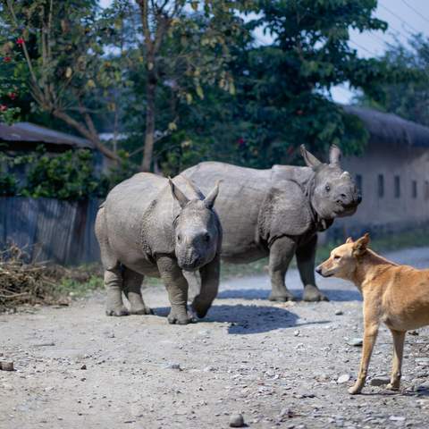 David Attenborough's 'Planet Earth III' Will Hit the Small Screen Down Under Before November Is Out