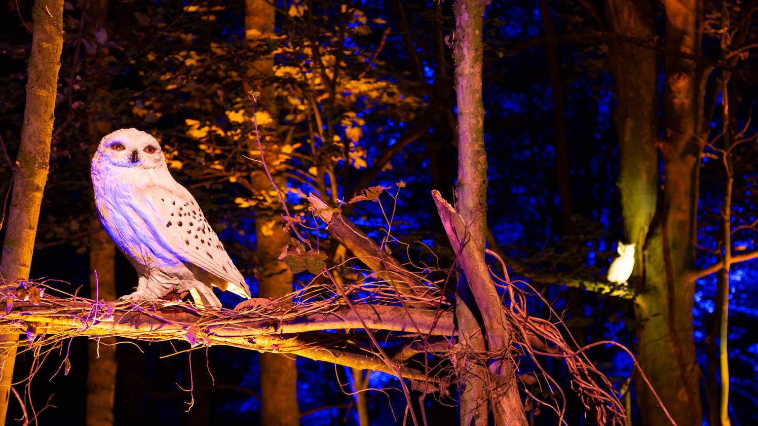 Now Open: The Magical 'Harry Potter' Forbidden Forest Experience Has ...
