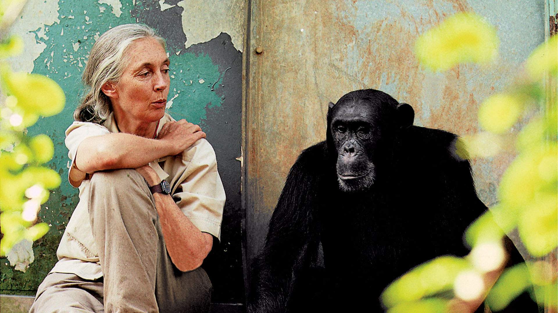 Dr Jane Goodall Is Returning Down Under in 2024 to Chat About Her Career and Share Good News Stories