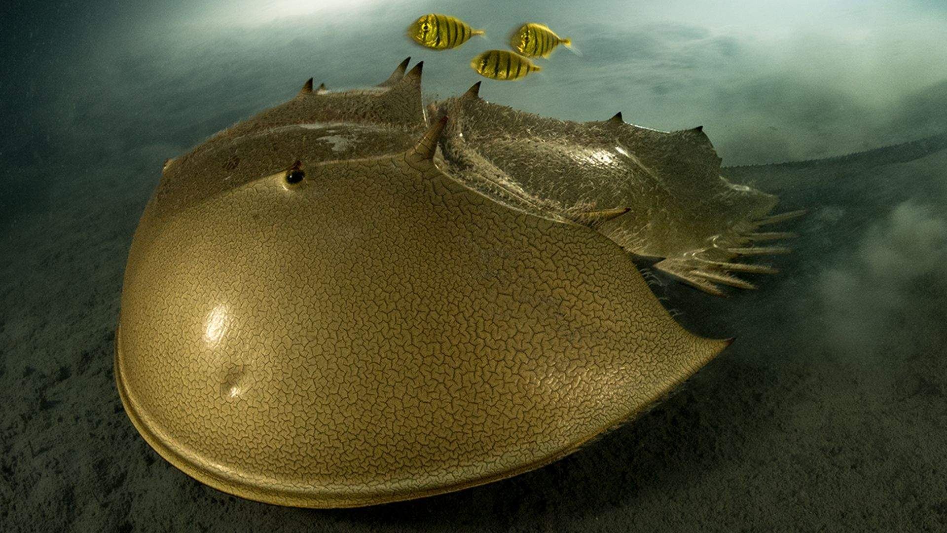 A hauntingly beautiful underwater photograph of a highly-endangered tri-spine horseshoe crab accompanied by a trio of Golden Trevally fish with black stripes. The photograph is named The Golden Horseshoe and was taken by French underwater photographer and marine biologist Laurent Ballesta.