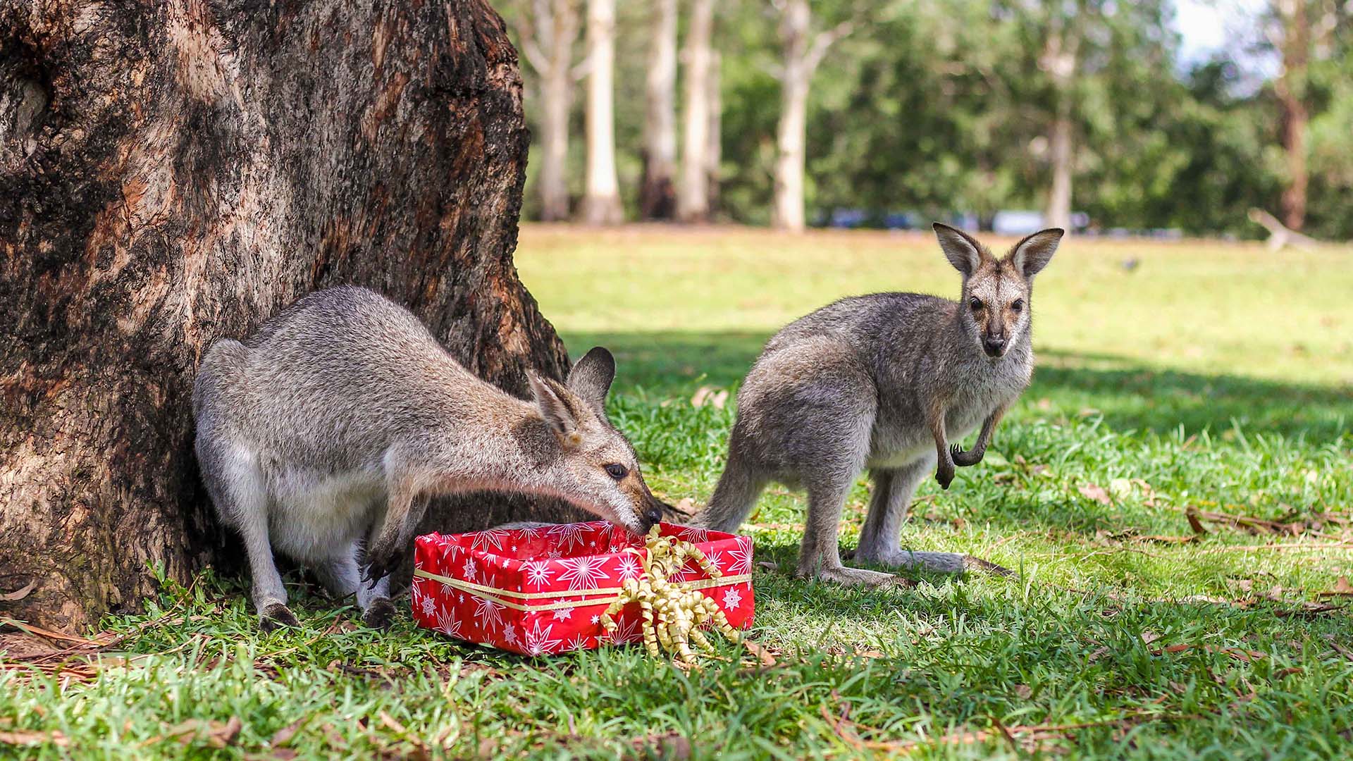 Six Other Things to Do on Christmas Day in Brisbane