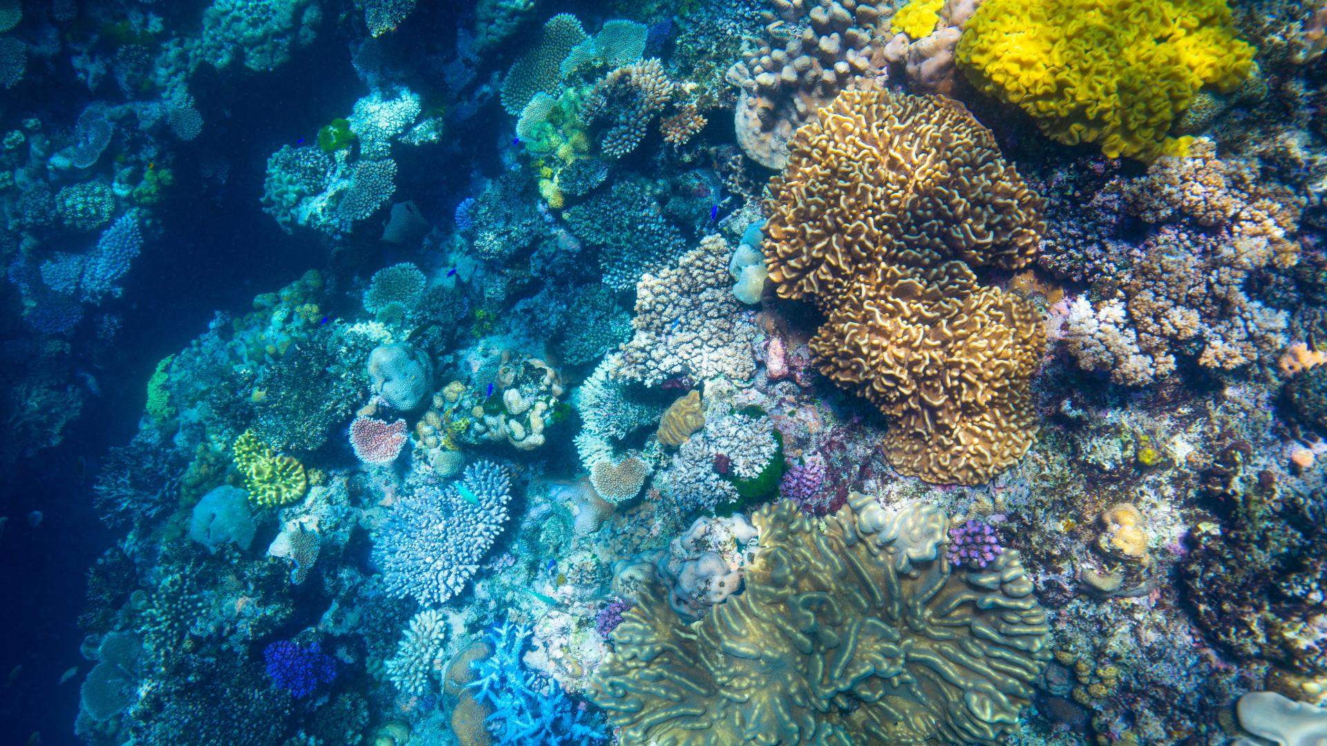 A Guide to the Best Diving Sites in Fiji