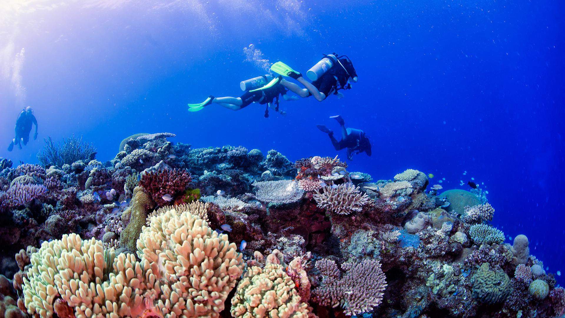 Feel-Good Fiji: Your Dive Guide to The Soft Coral Capital of the World