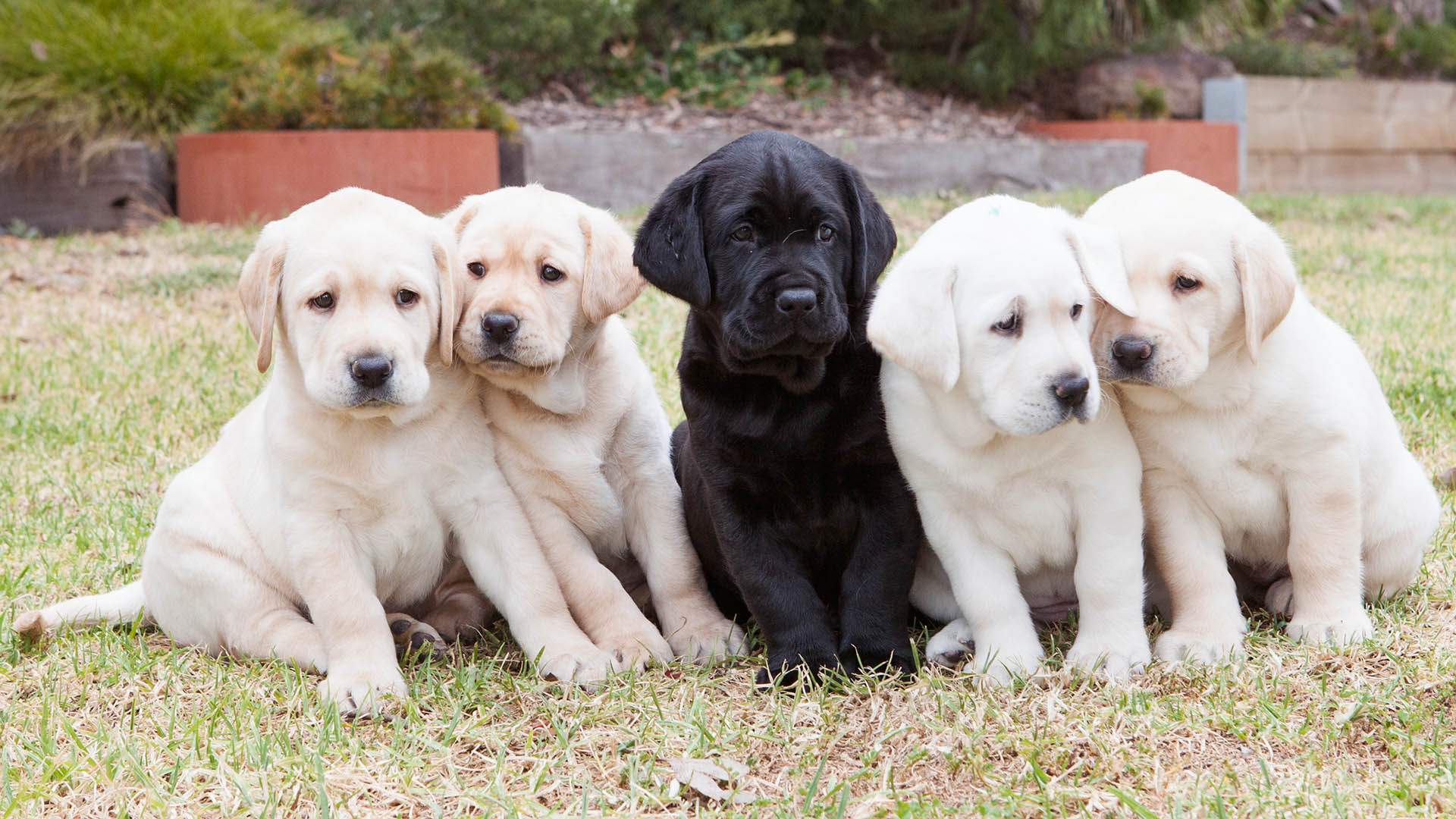 A One-Day-Only Guide Dogs Puppy Cafe Is Popping Up at Sydney Airport to Make Your Next Trip More Adorable