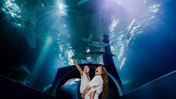 Sea Life Melbourne Unveils Night on the Reef: A New Multi-Million Dollar Journey into the Ocean after Dark