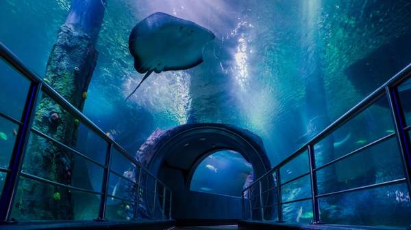 Sea Life Melbourne Unveils Night on the Reef: A New Multi-Million Dollar Journey into the Ocean after Dark