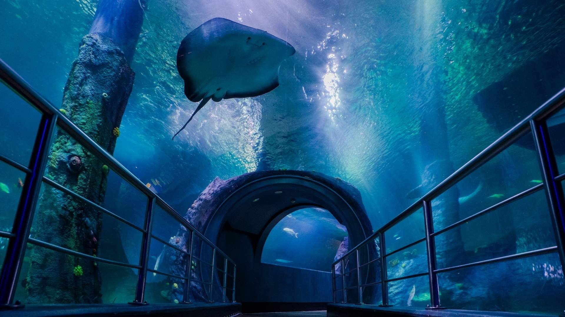 Sea Life Melbourne Unveils Night on the Reef: A New Multi-Million Dollar Journey into the Ocean after Dark