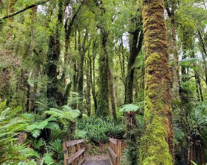 Families of Miners Killed in the Pike River Tragedy Have Opened a New Walking Track in Their Honour