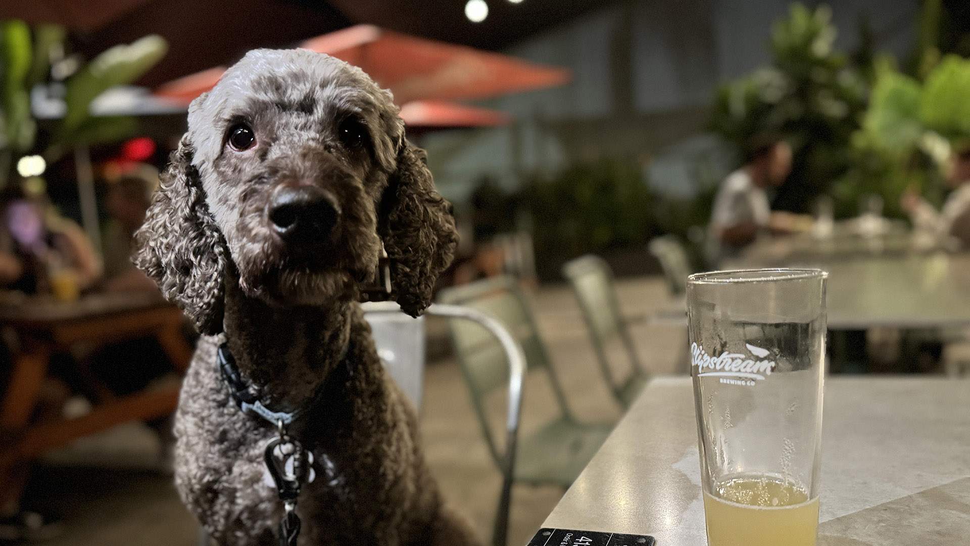 Pups and Pints