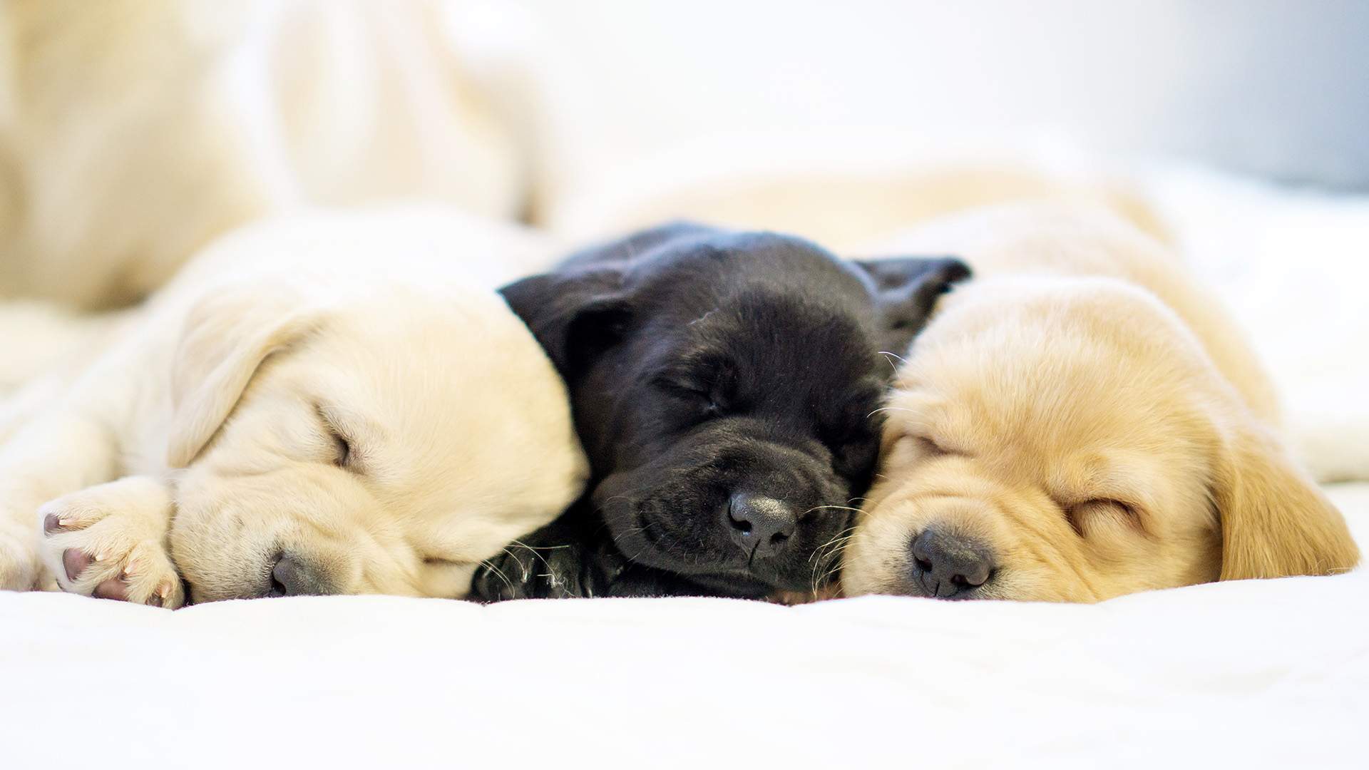 Cute News: An Adorable Guide Dogs Puppy Cafe Is Popping Up in Melbourne for One Day Only