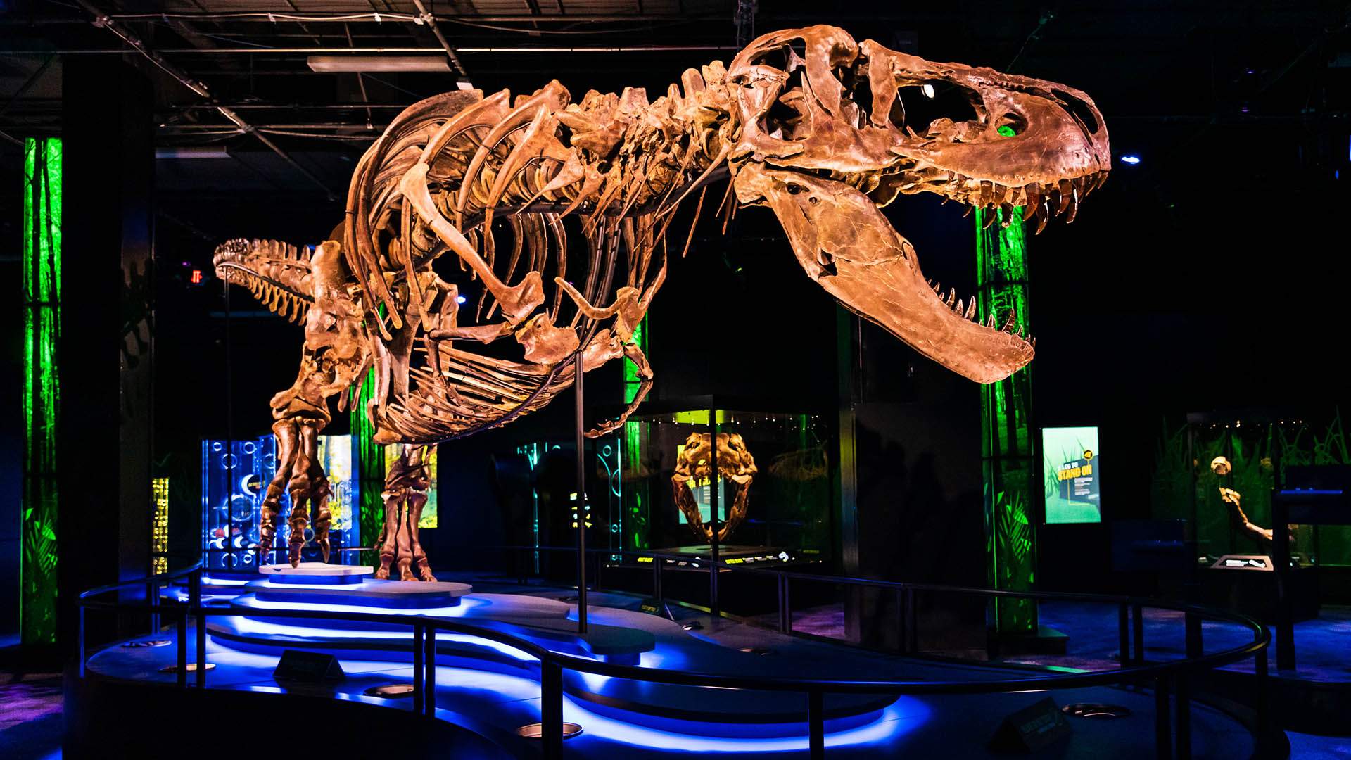 One of the Biggest and Most Complete Tyrannosaurus Rex Fossils in the World Is Coming to Australia