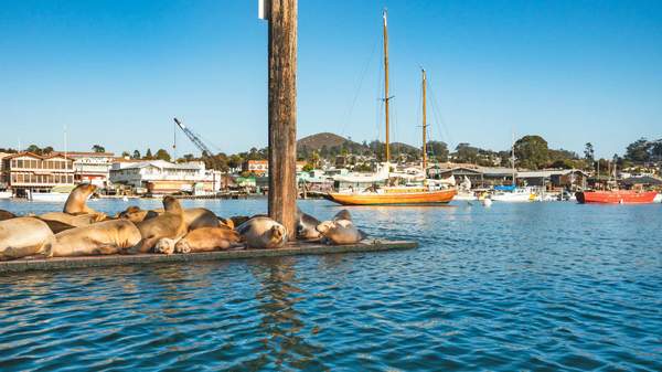 A floating dock with sea lions in the middle of Morro Bay harbor. Sailing boats on background, California Central Coast