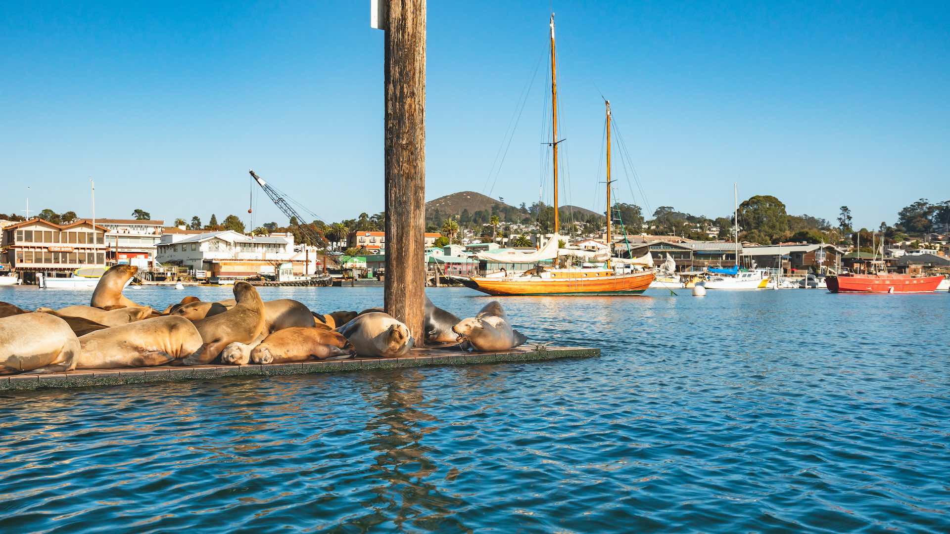 A floating dock with sea lions in the middle of Morro Bay harbor. Sailing boats on background, California Central Coast
