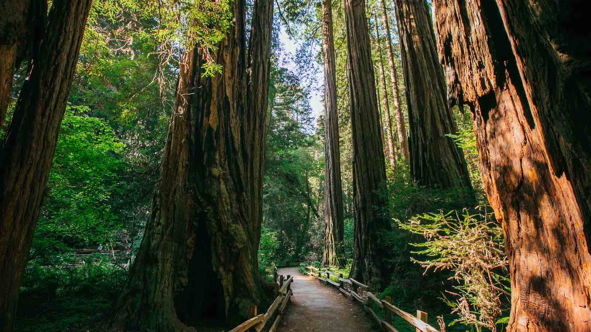 John Muir Forest near San Francisco, California