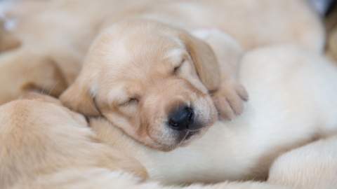 Guide Dogs NSW Puppy Raiser Open Day