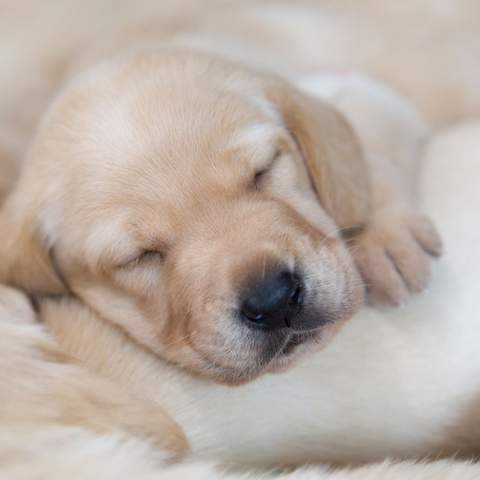 Guide Dogs NSW Puppy Raiser Open Day