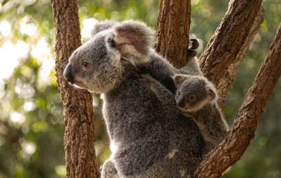 Background image for You Can No Longer Cuddle a Koala at Brisbane's Lone Pine Koala Sanctuary — But a New Close-Up Experience Is Coming