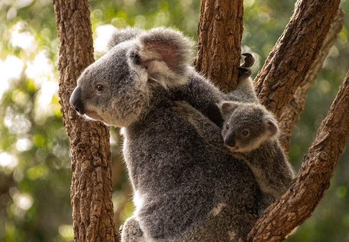 Background image for You Can No Longer Cuddle a Koala at Brisbane's Lone Pine Koala Sanctuary — But a New Close-Up Experience Is Coming