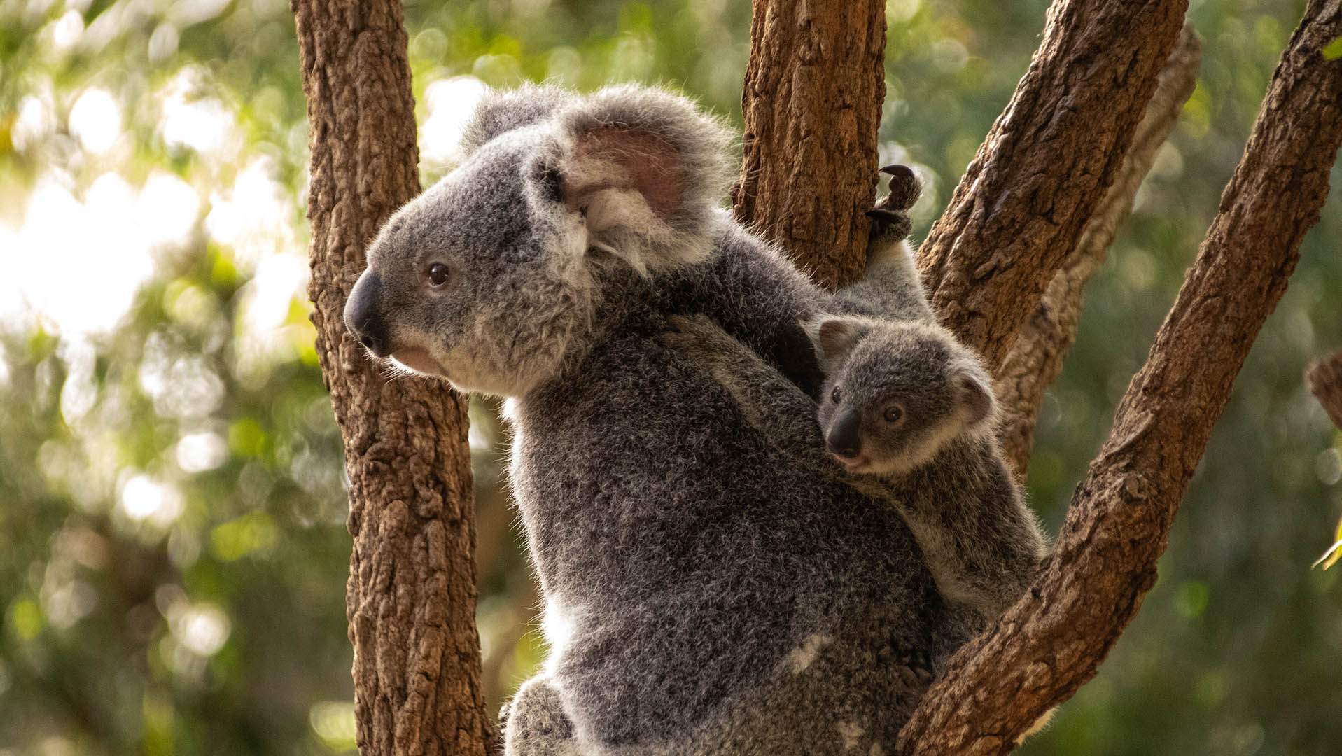 You Can No Longer Cuddle a Koala at Brisbane's Lone Pine Koala ...