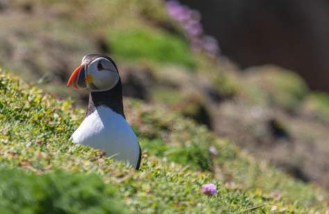 Saltee Islands