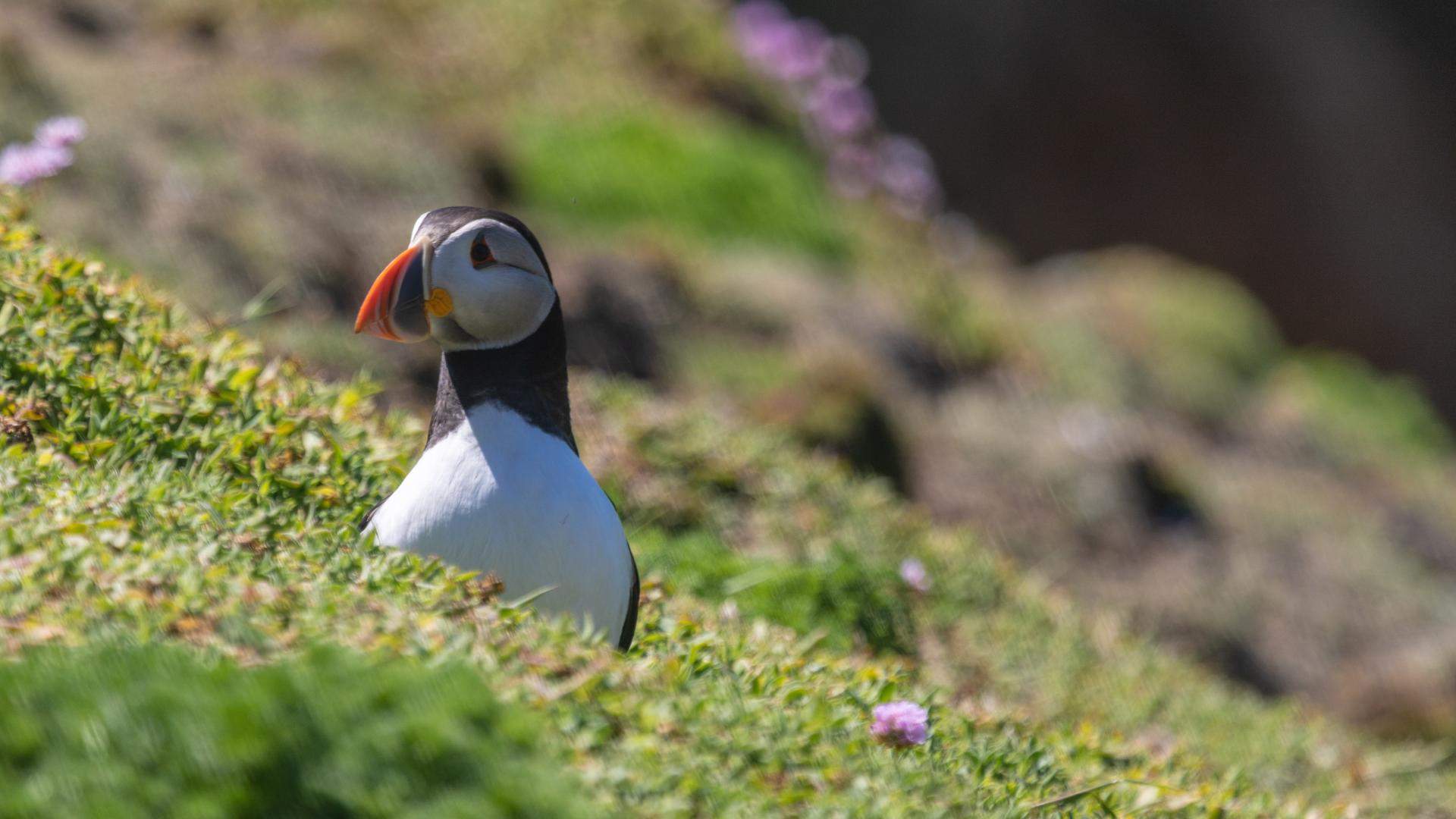 Saltee Islands