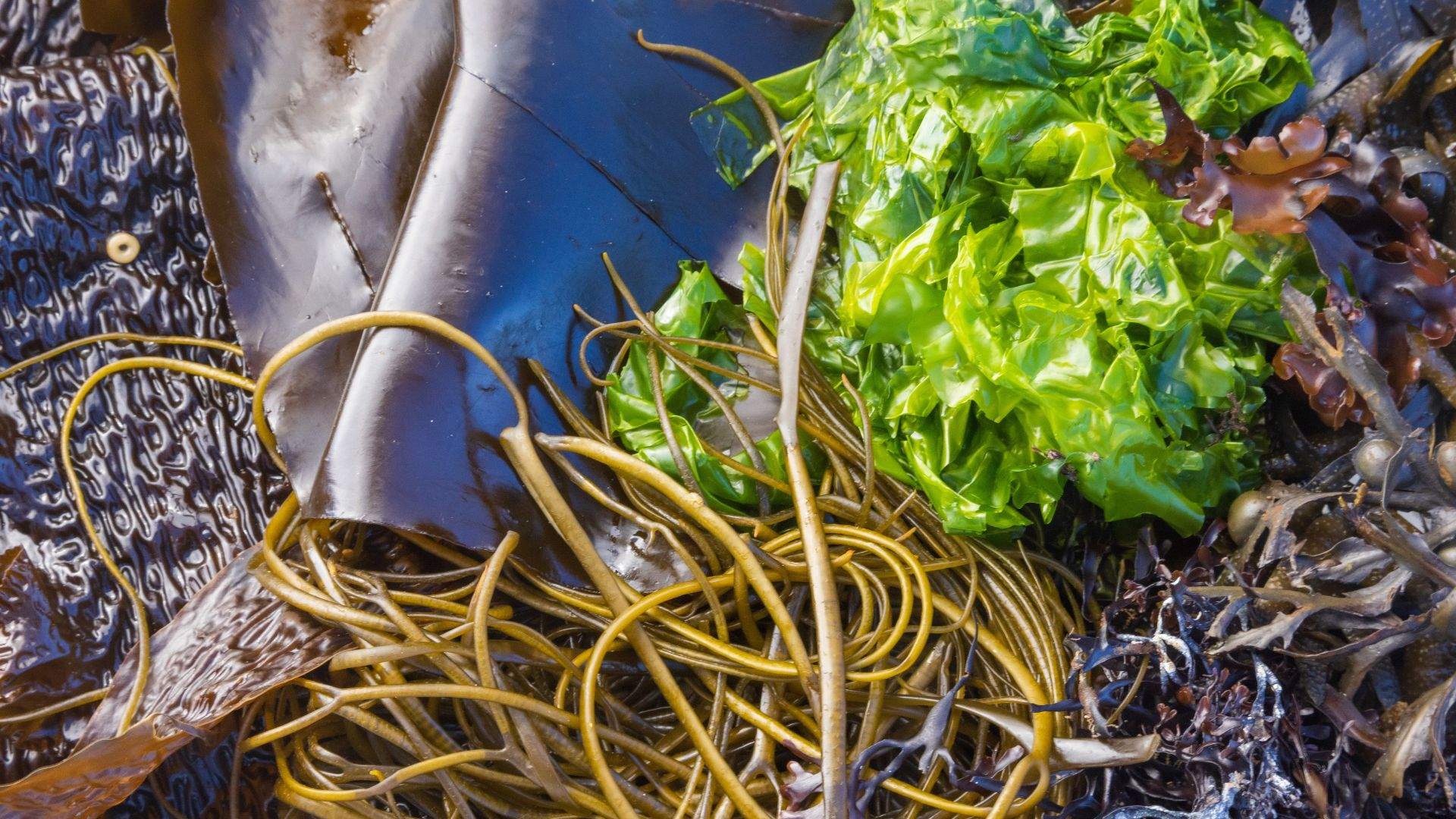 Seaweed Foraging