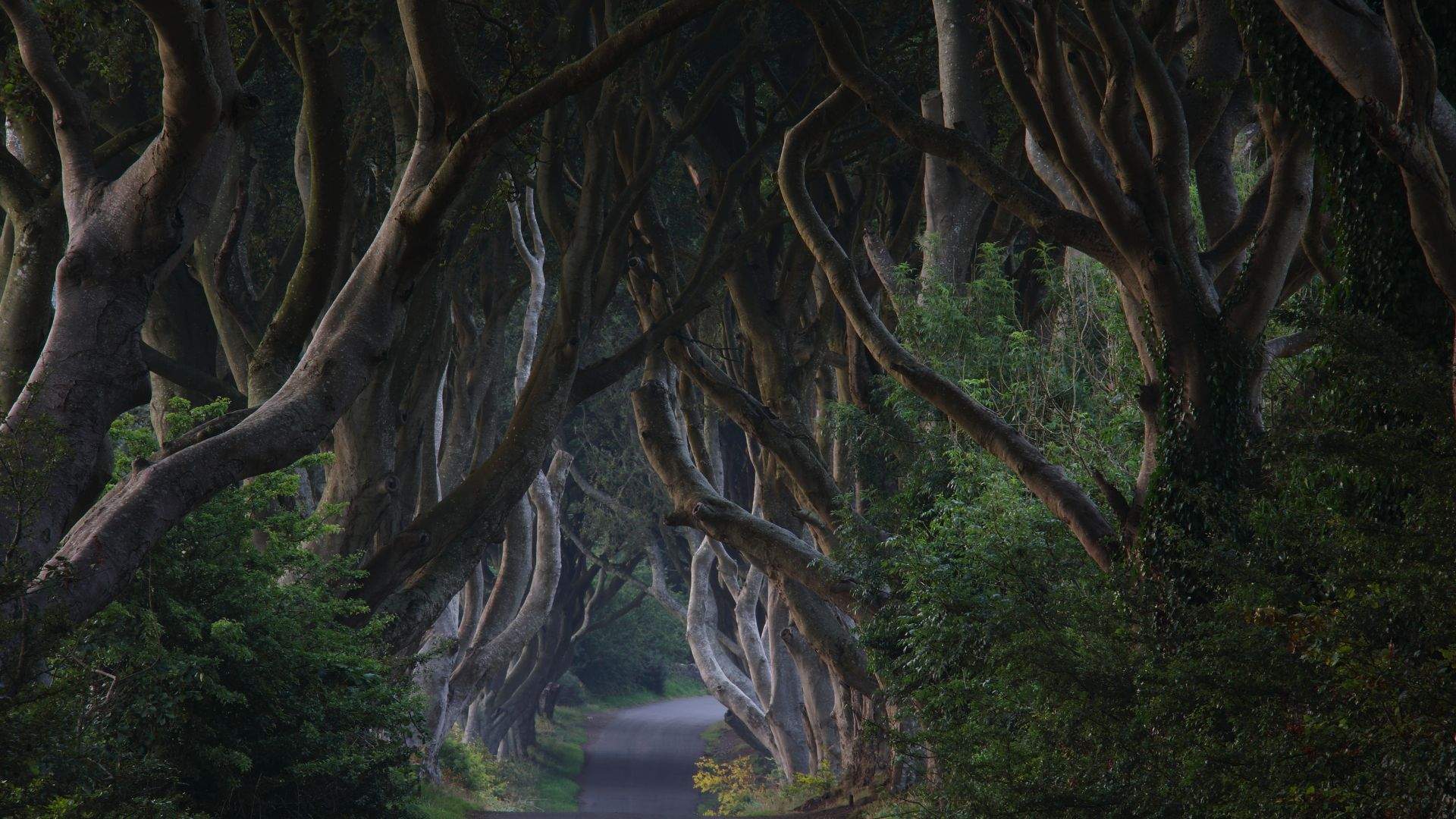 The Dark Hedges