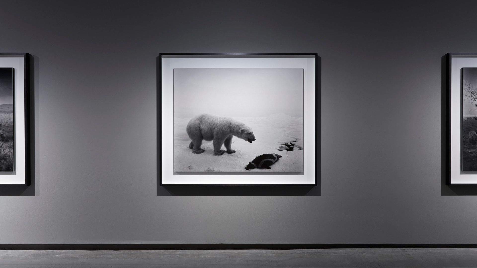 Hiroshi Sugimoto, Polar Bear , 1976, installation view, Hiroshi Sugimoto: Time Machine , Museum of Contemporary Art Australia, 2024, gelatin silver print, image courtesy the artist and Museum of Contemporary Art Australia , © the artist, photograph: Zan Wimberley