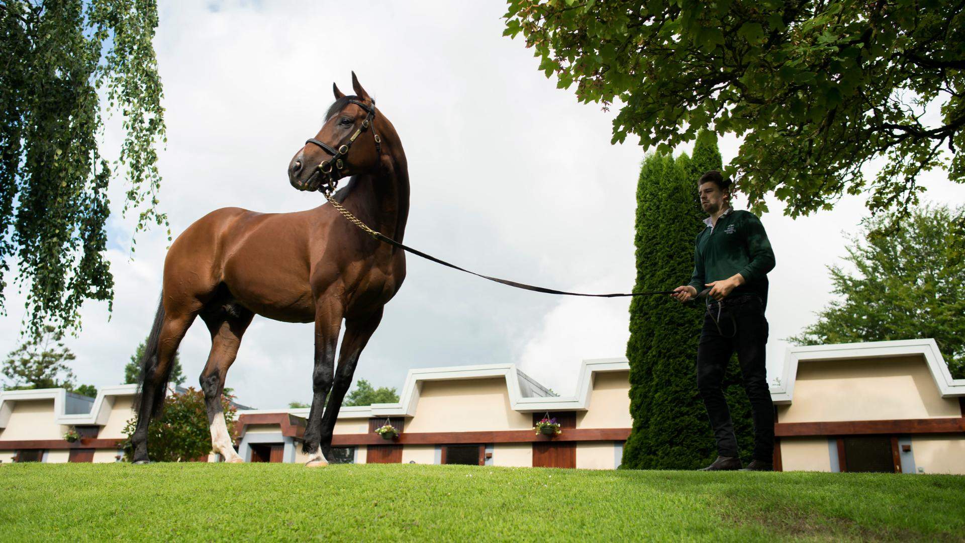 Irish National Stud and Gardens