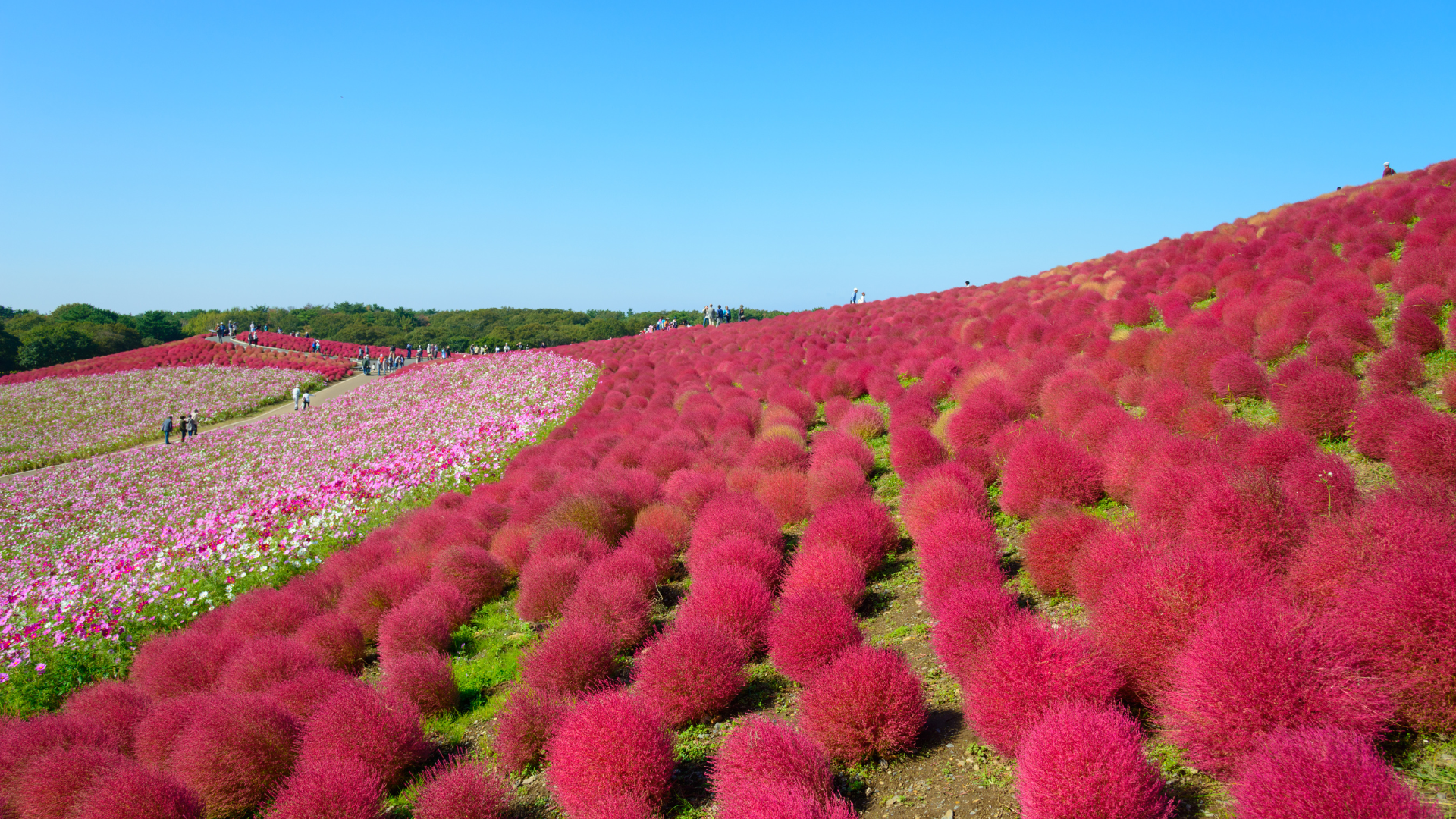 Hitachi Seaside Park