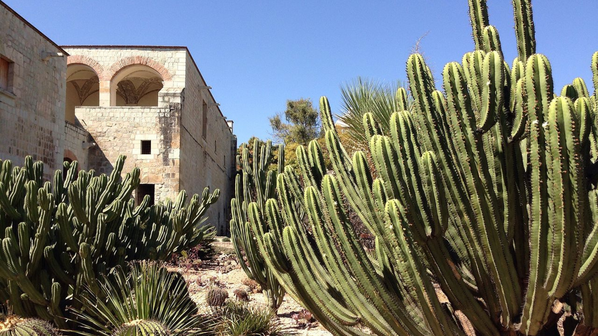 Jardin Etnobotanico de Oaxaca