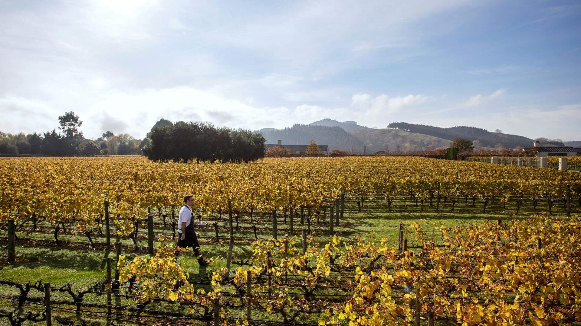 Classic NZ Wine Trail at Craggy Range