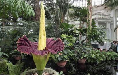 Background image for One of the Royal Botanic Garden's Rarest (and Smelliest) Flowers Is About to Bloom for the First Time in 15 Years