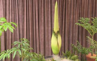 Background image for You Can Watch The Royal Botanic Gardens' Rarest Plant Prepare to Flower Via This Round-the-Clock Live Feed