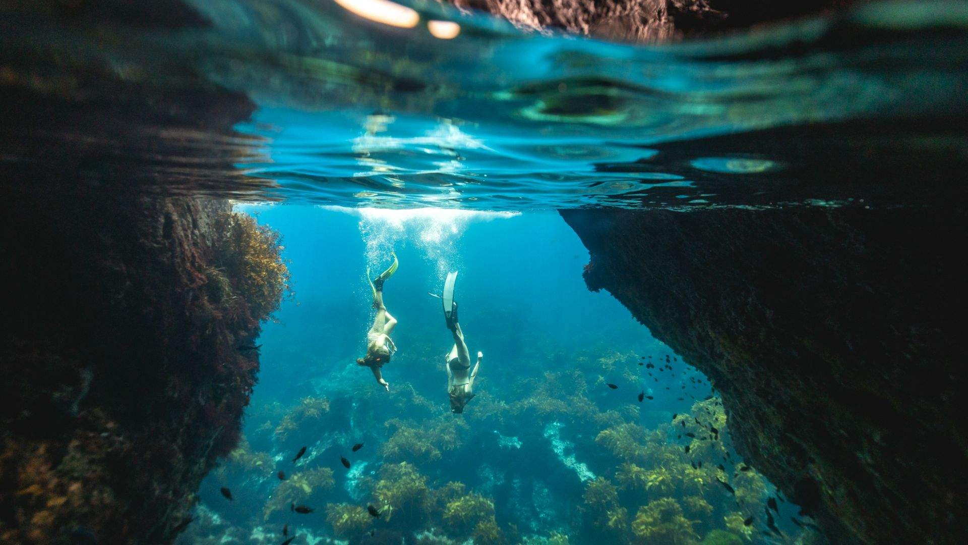 Discover Poor Knights Islands with Dive! Tutukaka