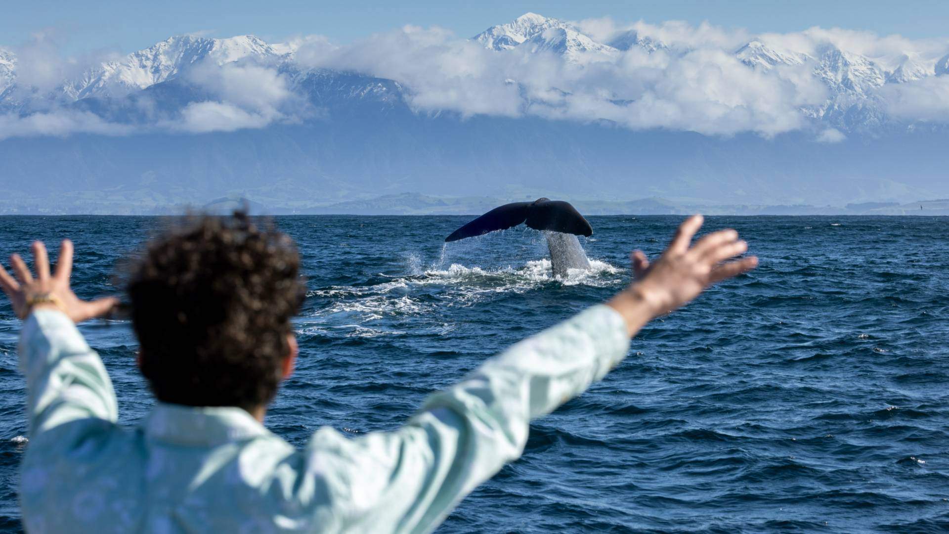 Whale Watching in Kaikoura