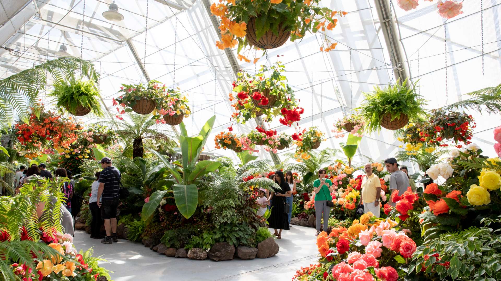 Ballarat Begonia Festival