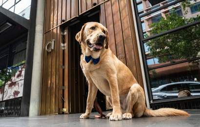 Background image for QT Melbourne Has Teamed Up with Guide Dogs Victoria to Appoint a "Wellbeing Dog-cierge" — and Make Your Stay More Adorable