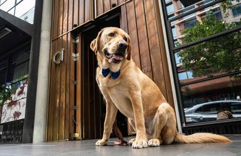 QT Melbourne Has Teamed Up with Guide Dogs Victoria to Appoint a "Wellbeing Dog-cierge" — and Make Your Stay More Adorable