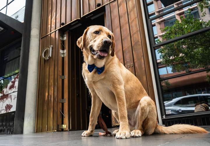 Background image for QT Melbourne Has Teamed Up with Guide Dogs Victoria to Appoint a "Wellbeing Dog-cierge" — and Make Your Stay More Adorable