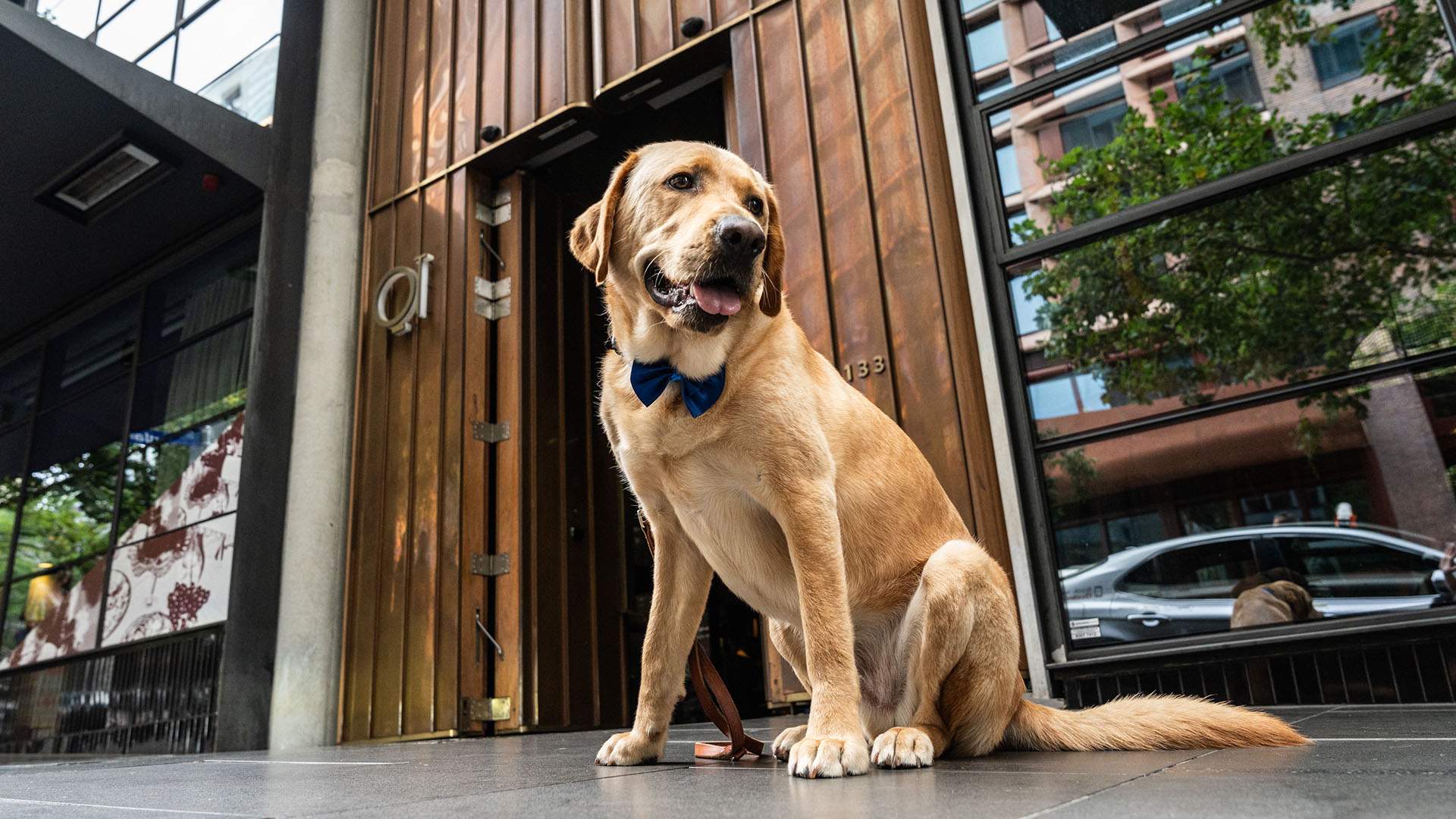 QT Melbourne Has Teamed Up with Guide Dogs Victoria to Appoint a "Wellbeing Dog-cierge" — and Make Your Stay More Adorable