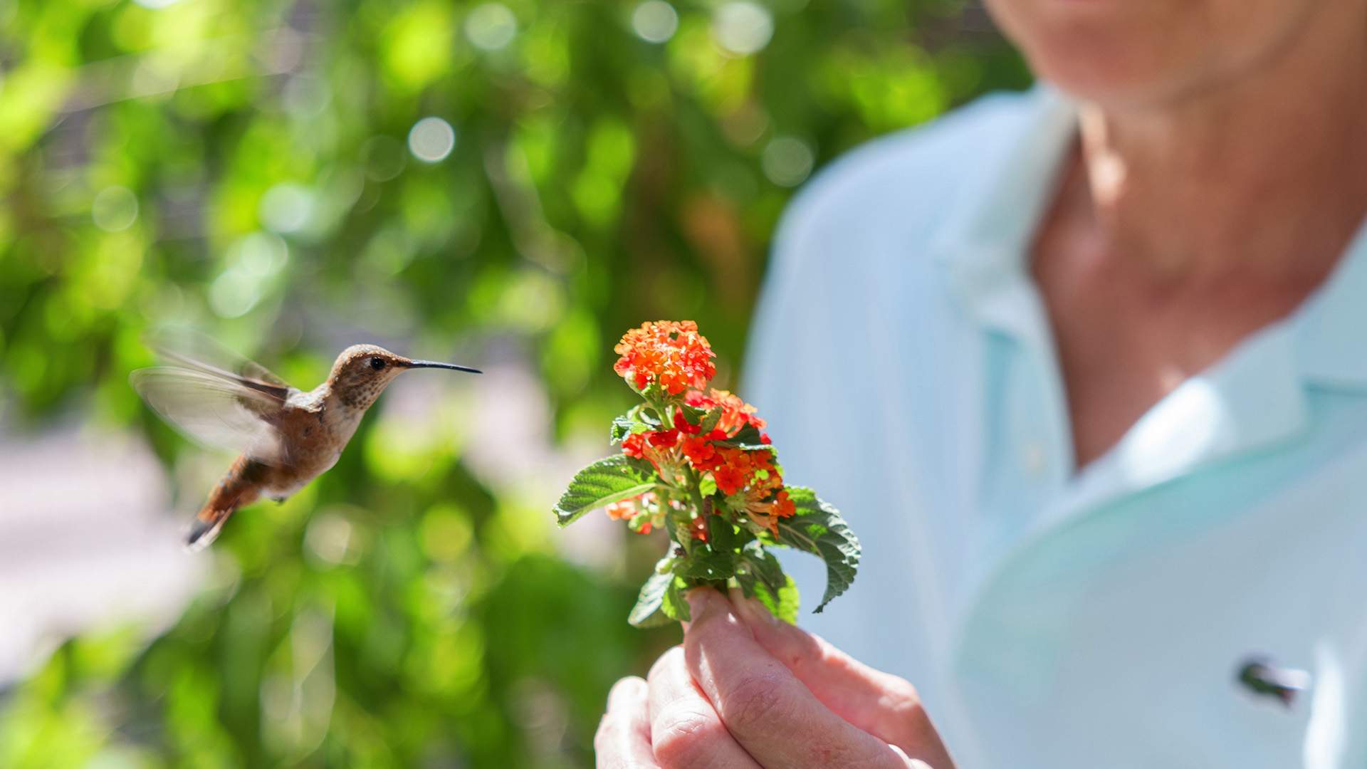 Buzzing Through the Highs, Hopes and Heartbreaks of Caring for Hollywood's Hummingbirds: Sally Aitken Talks 'Every Little Thing'