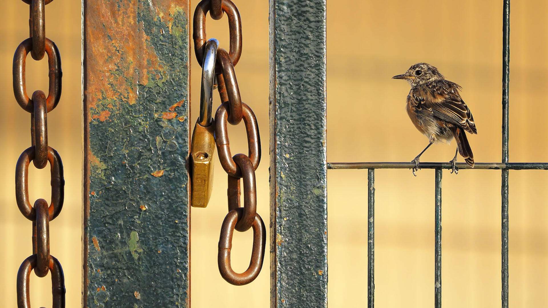 Wildlife Photographer of the Year