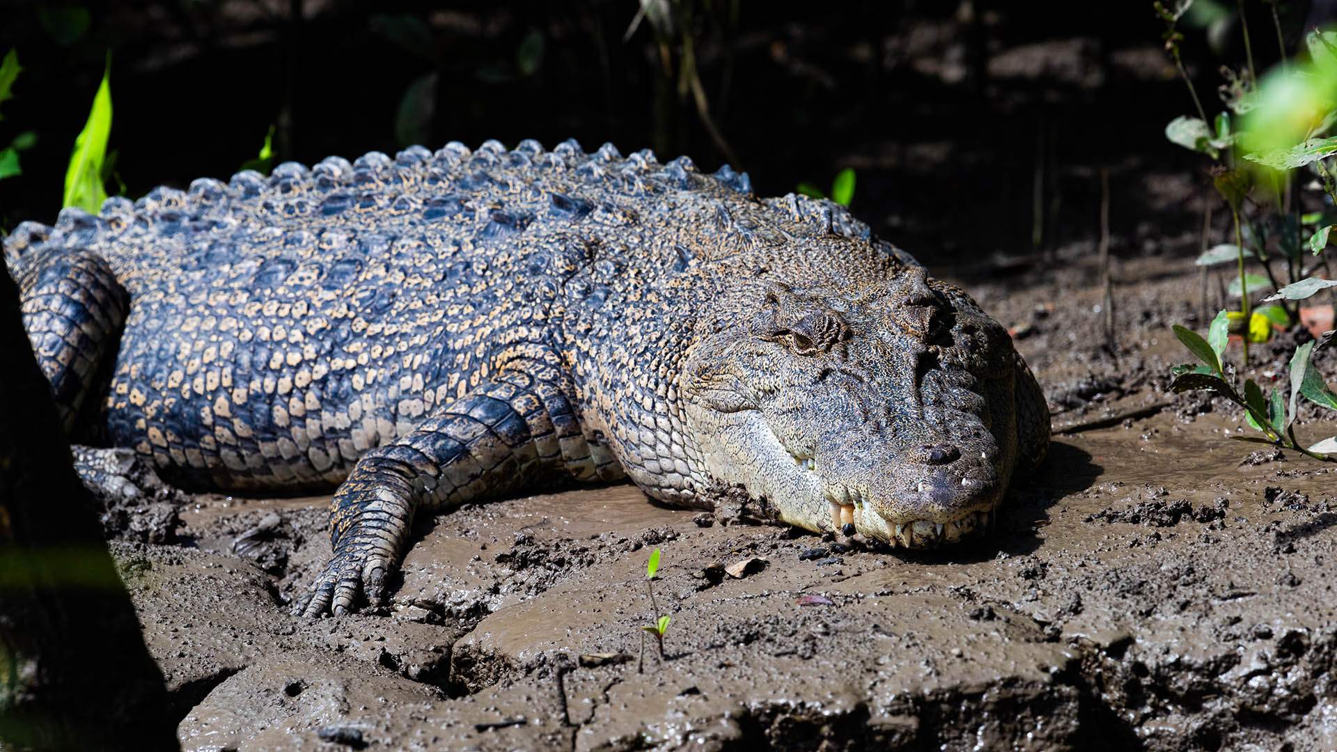 A World-Premiere Exhibition Dedicated to Crocodiles Is Snapping Its Way Into Queensland Museum Kurilpa, Then Touring Nationally