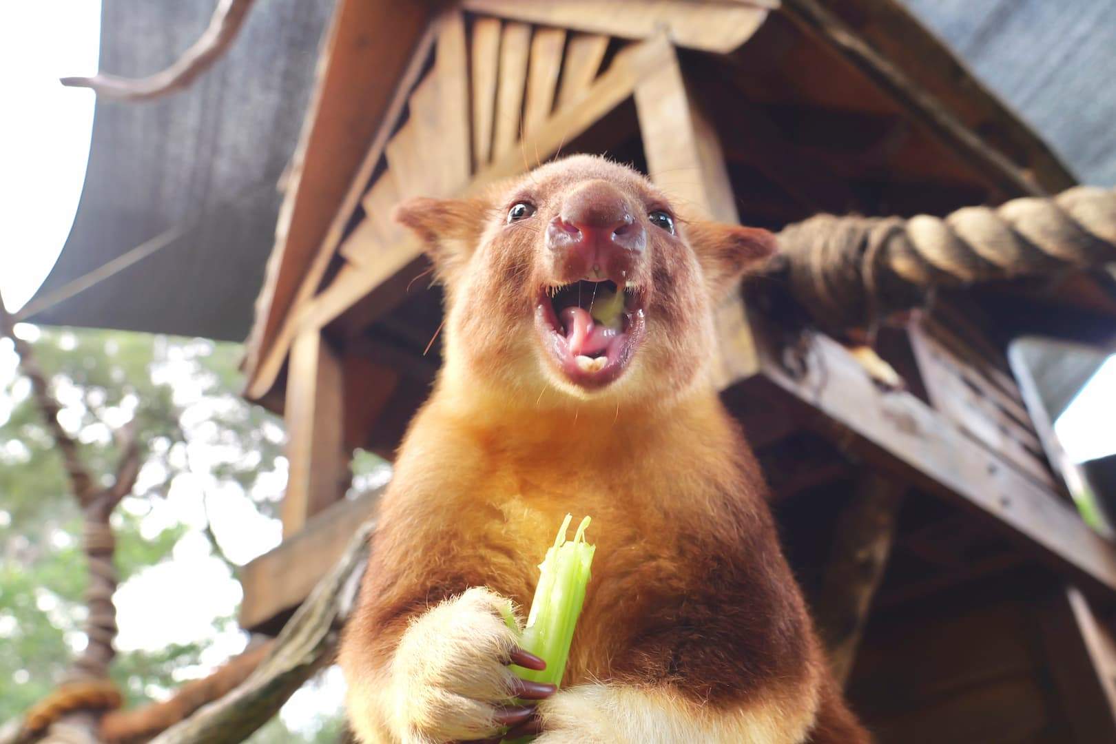 Tree Kangaroo eating