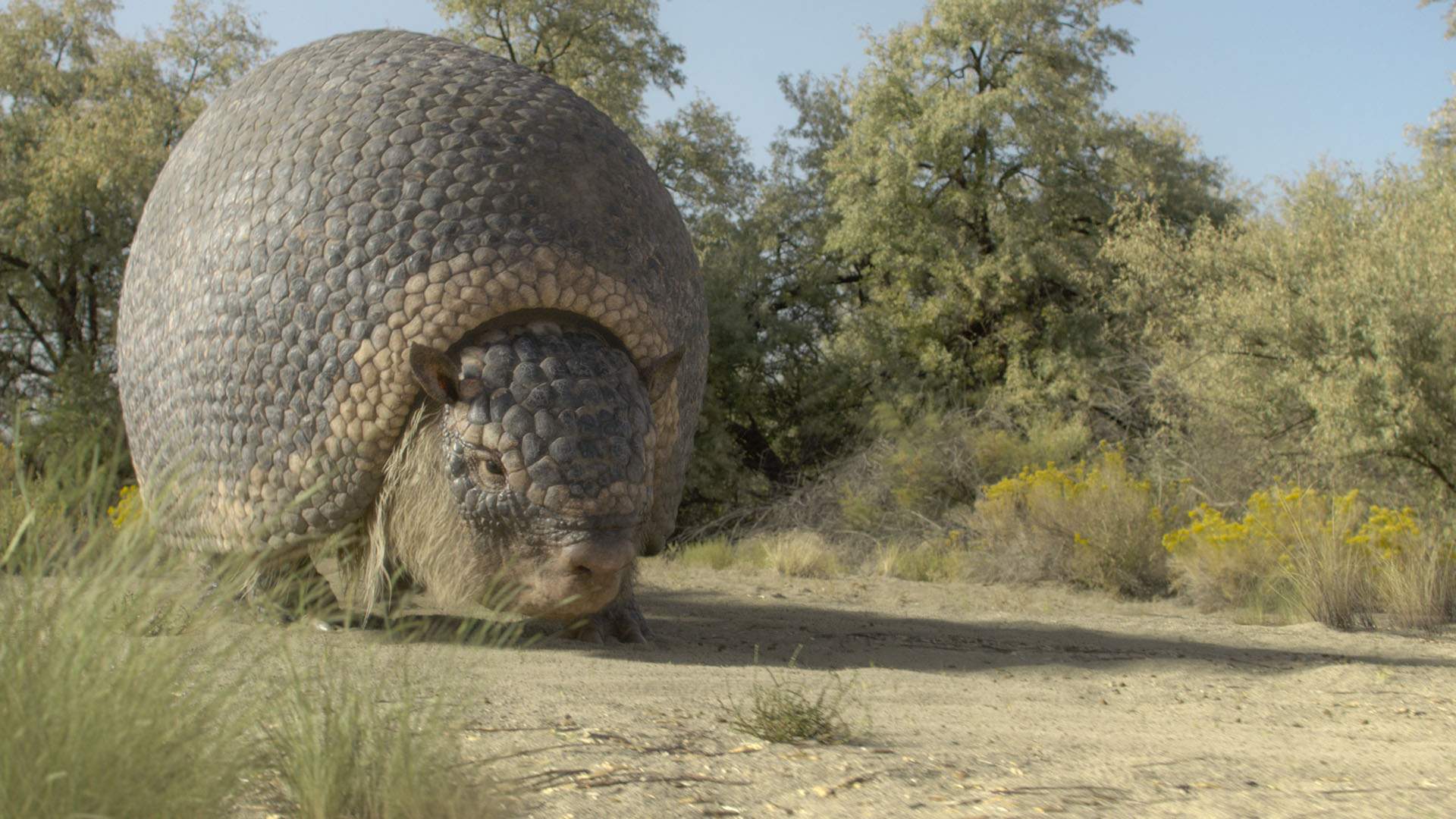 'Prehistoric Planet' Is Returning with an Ice Age-Focused Third Season Featuring Woolly Mammoths and Snow Sloths